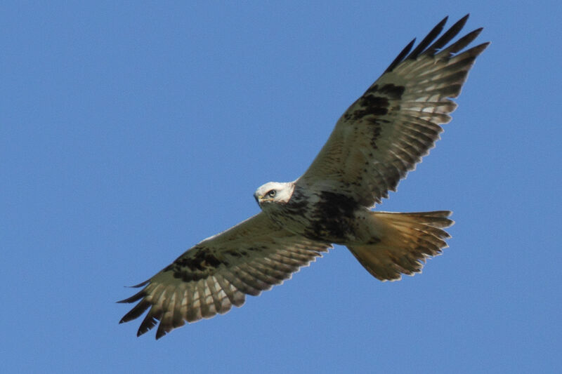 Rough-legged Buzzardjuvenile, Flight