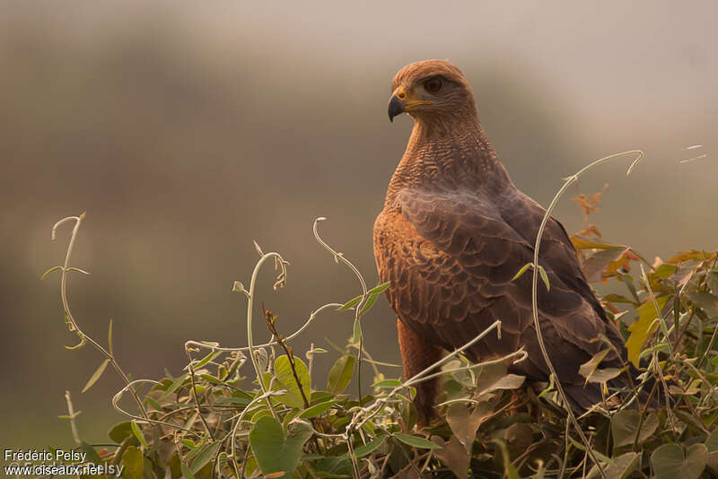 Savanna Hawkadult, close-up portrait