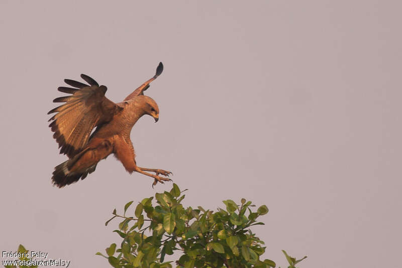 Savanna Hawkadult, pigmentation, Flight, Behaviour