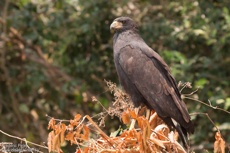 Great Black Hawksubadult, identification