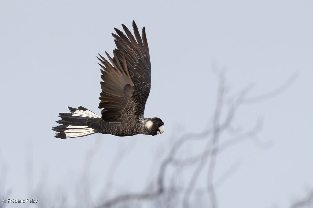 Cacatoès à rectrices blanches femelle, Vol