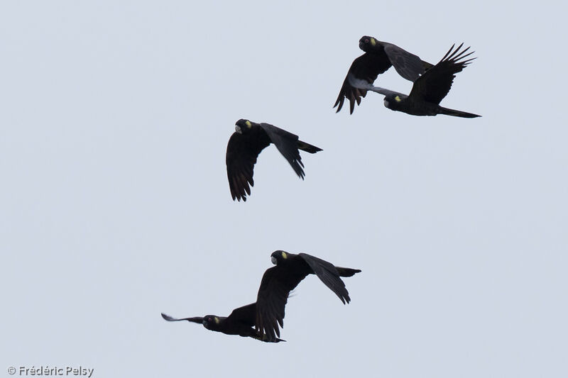 Yellow-tailed Black Cockatoo, Flight