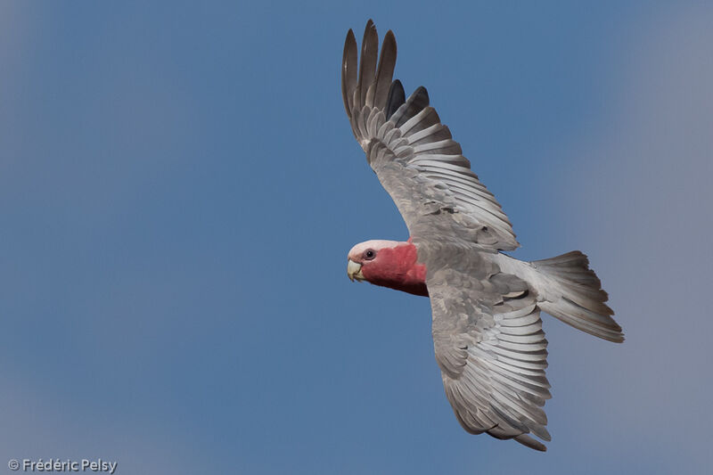 Galah male