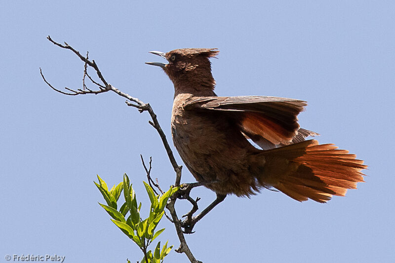 Cacholote brun, parade