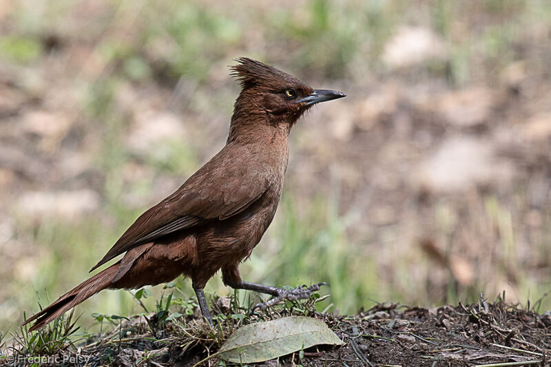 Brown Cacholote