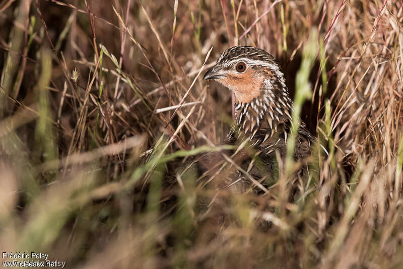 Stubble Quail