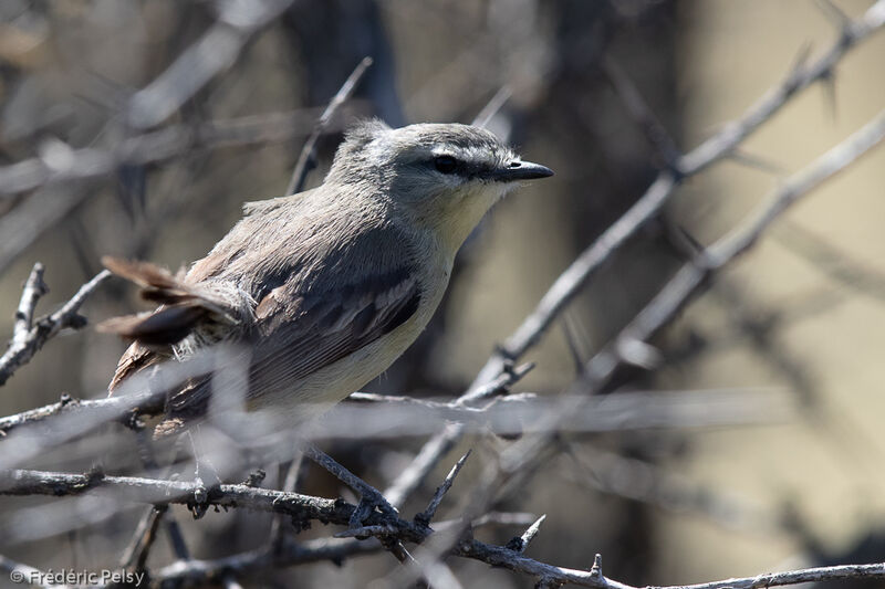 Greater Wagtail-Tyrant