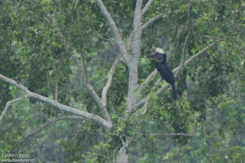 Yellow-casqued Hornbill male adult