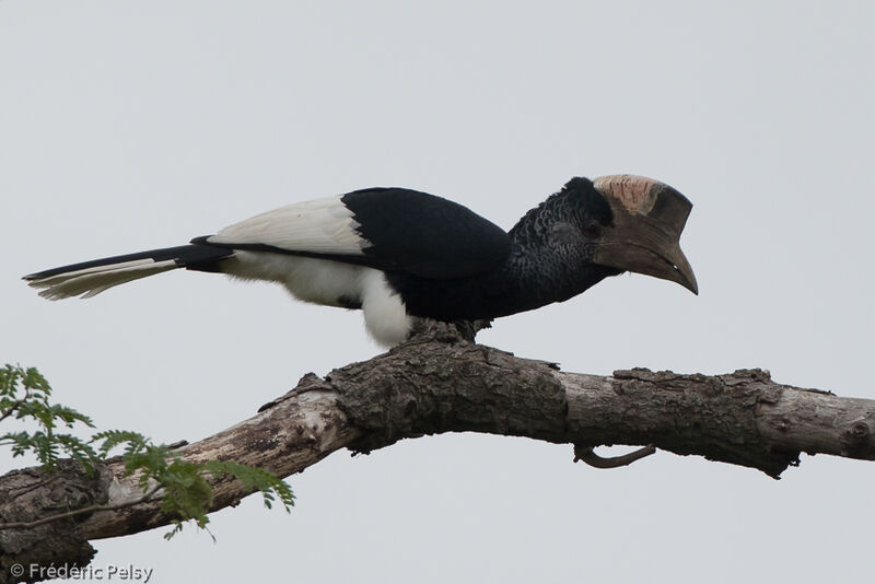 Black-and-white-casqued Hornbilladult