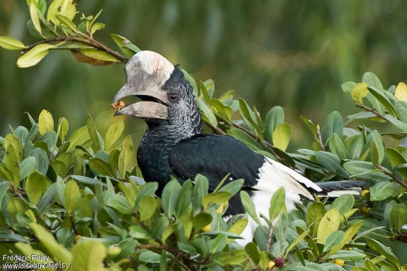 Black-and-white-casqued Hornbill male adult, feeding habits