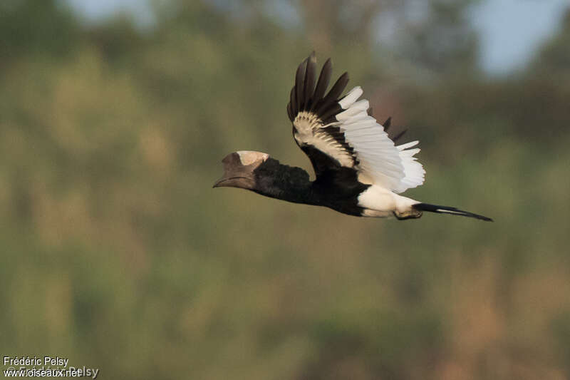 Black-and-white-casqued Hornbill male adult, Flight