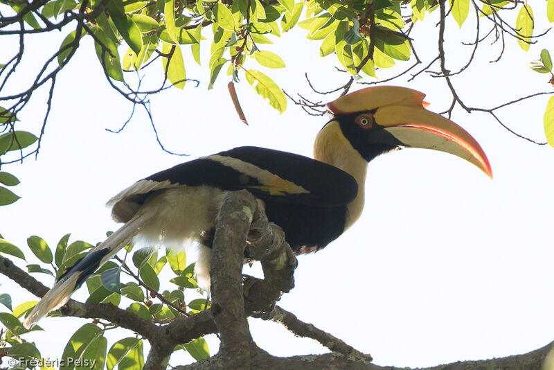 Calao bicorne femelle adulte, identification