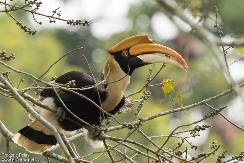 Great Hornbill female adult, identification, eats