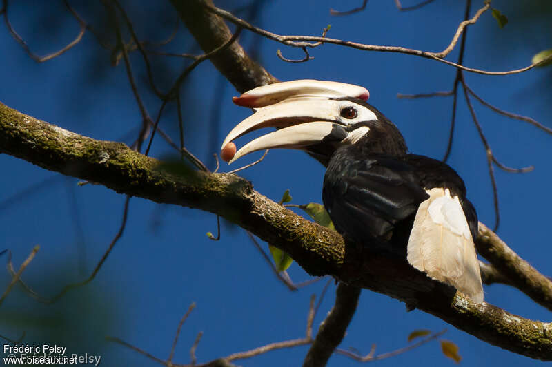 Palawan Hornbilladult, feeding habits