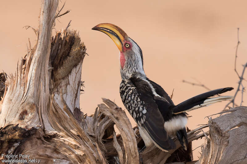 Southern Yellow-billed Hornbilladult, Behaviour