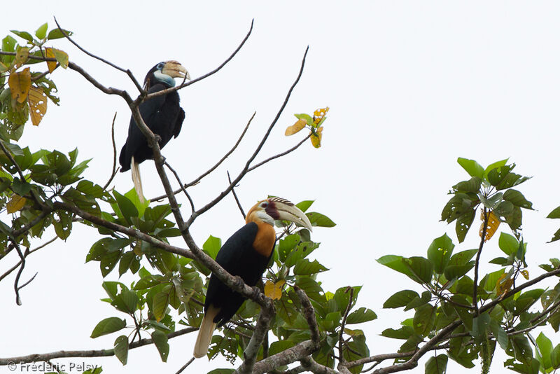 Blyth's Hornbill adult