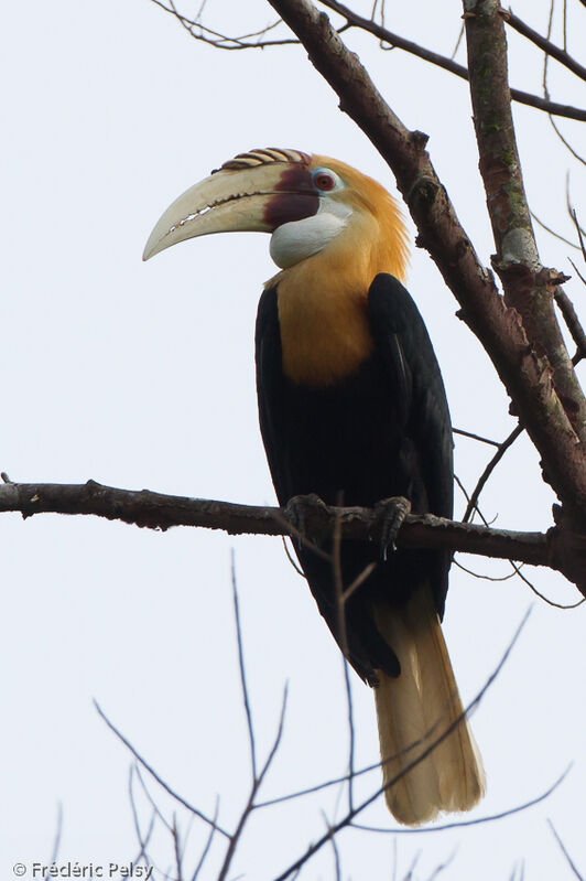 Calao papou mâle adulte, identification