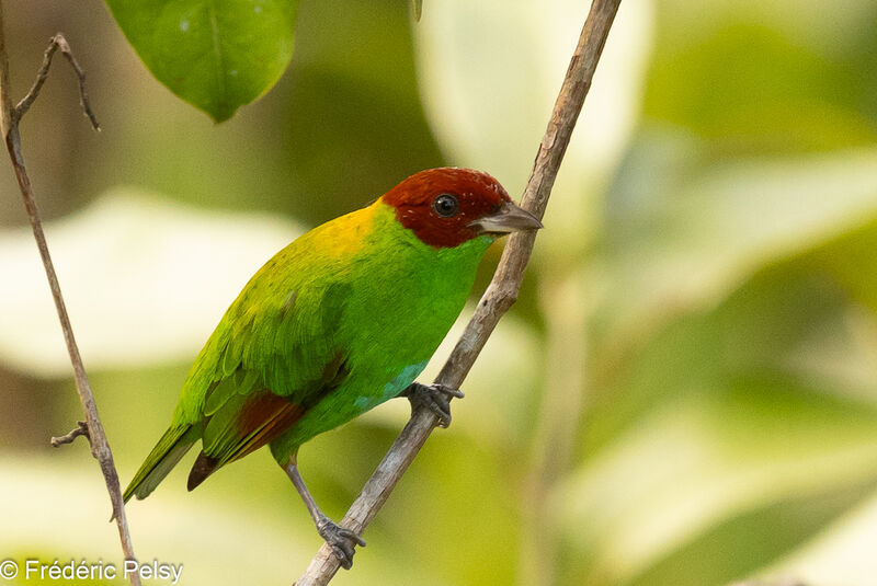 Rufous-winged Tanager