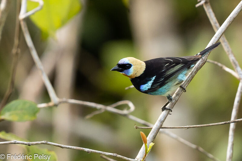 Golden-hooded Tanager