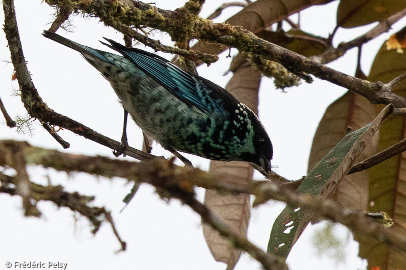 Beryl-spangled Tanager