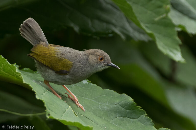 Grey-backed Camaropteraadult