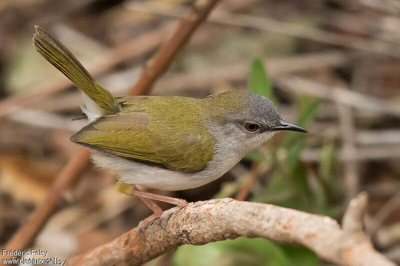 Green-backed Camaropteraadult, identification