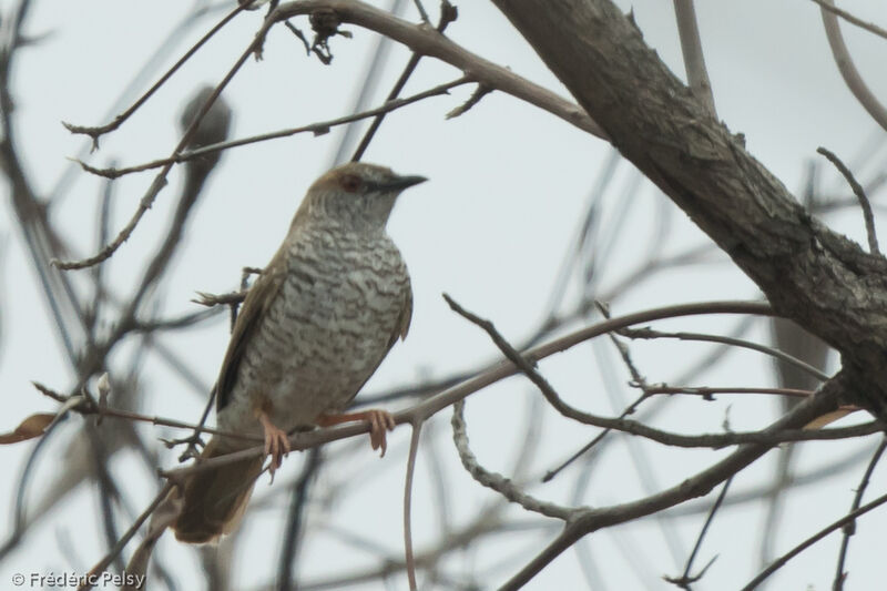 Stierling's Wren-Warbleradult