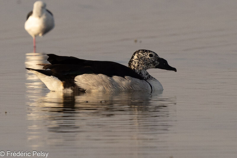 Knob-billed Duck