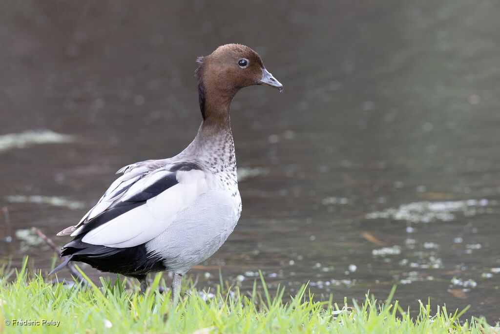 Canard à crinière mâle