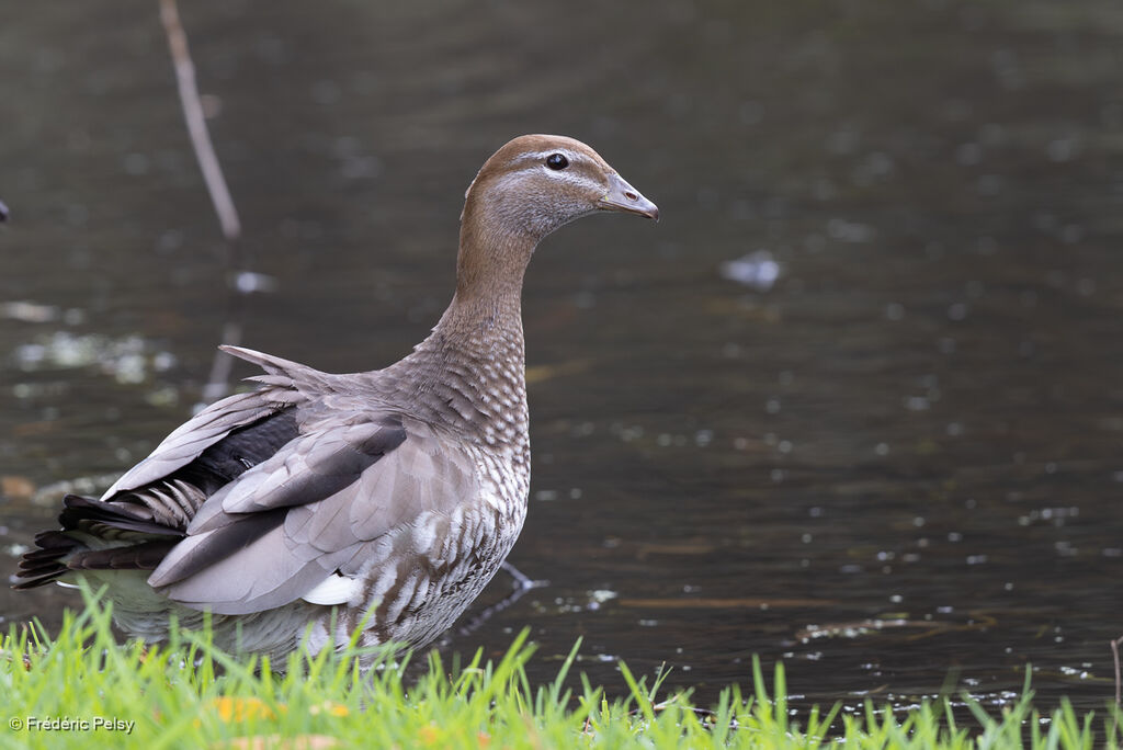 Canard à crinière femelle