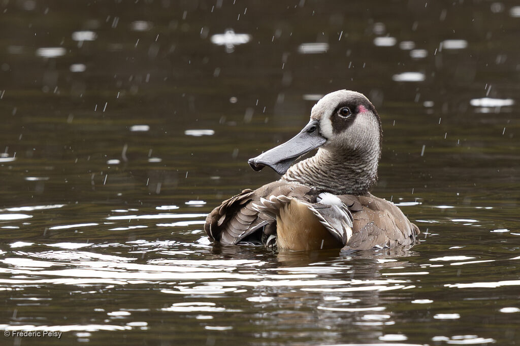 Canard à oreilles roses