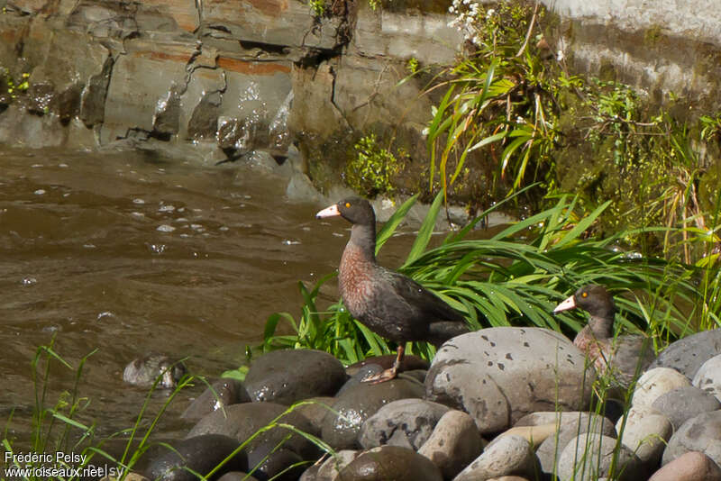 Blue Duckadult, habitat, pigmentation