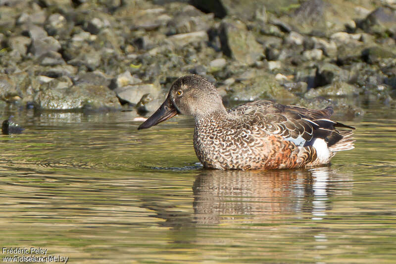 Canard bridé mâle immature, identification