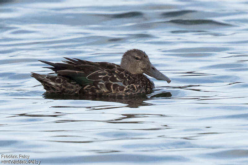 Canard bridé femelle adulte, identification