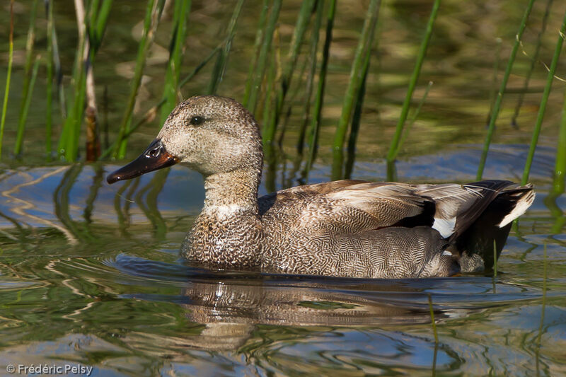 Canard chipeau mâle adulte