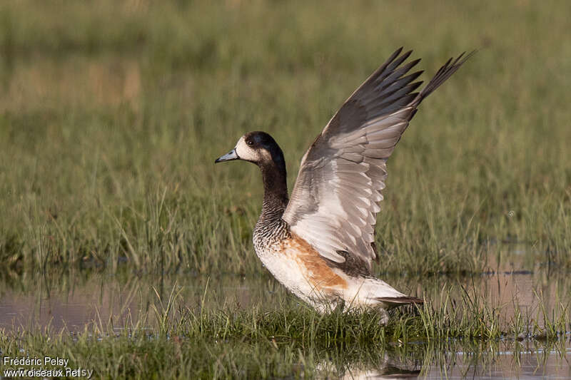 Chiloe Wigeonadult, Flight