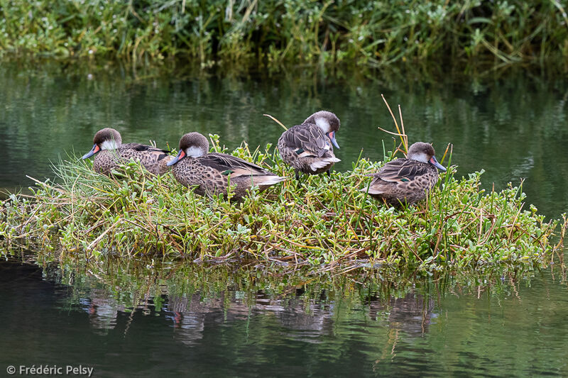 White-cheeked Pintail