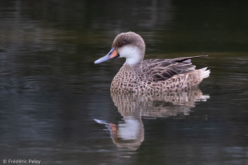 White-cheeked Pintail