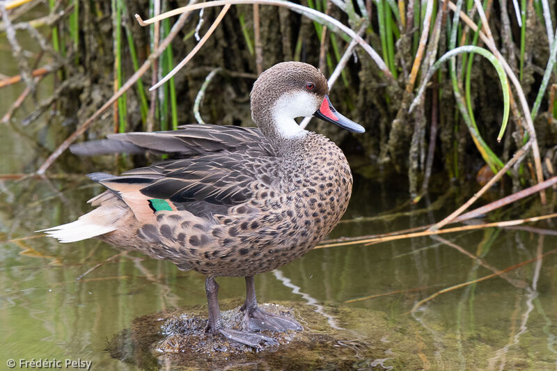 White-cheeked Pintail