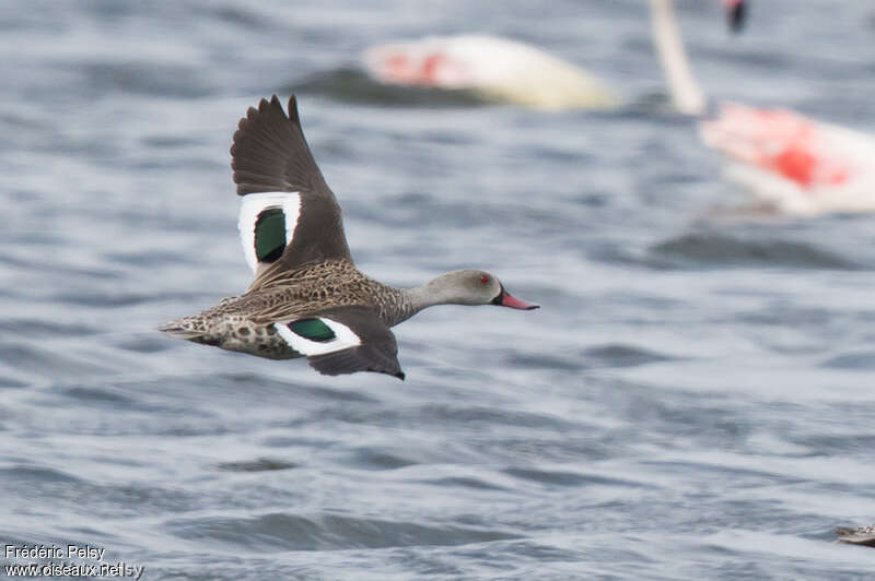 Cape Tealadult, Flight