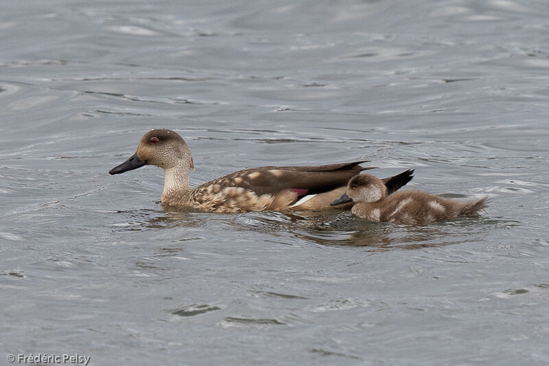 Canard huppé