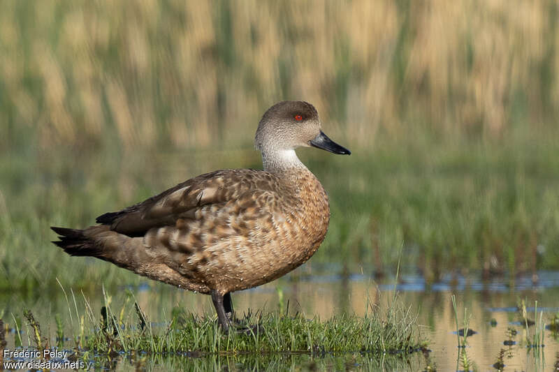 Canard huppéadulte, identification