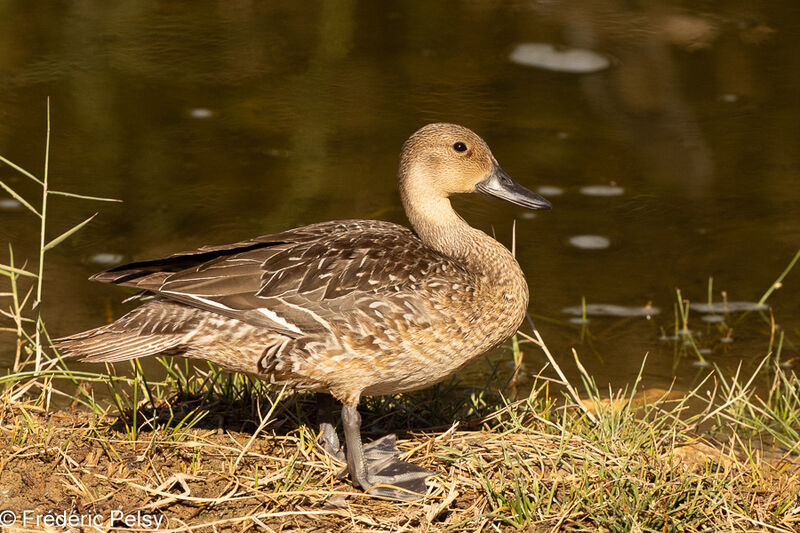 Canard pilet femelle