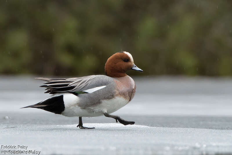 Canard siffleur mâle adulte, marche