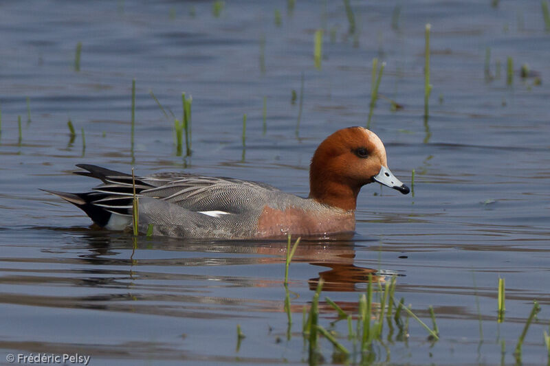 Canard siffleur mâle adulte