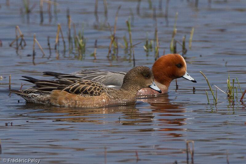 Eurasian Wigeonadult breeding