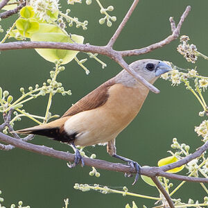 Capucin à croupion jaune