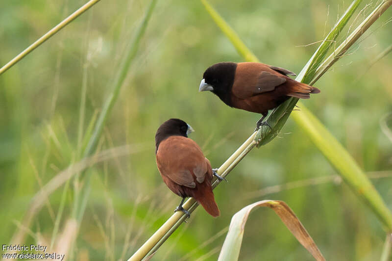 Chestnut Muniaadult, identification