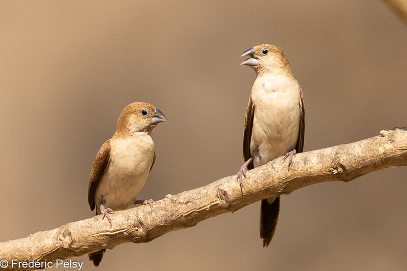 African Silverbill