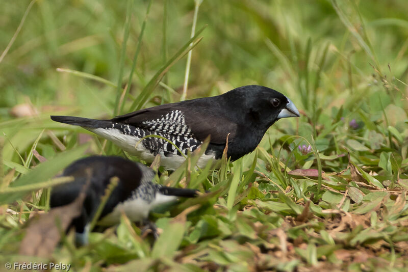 Black-and-white Mannikinadult